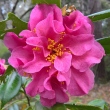 Frances B. Muckenfuss
